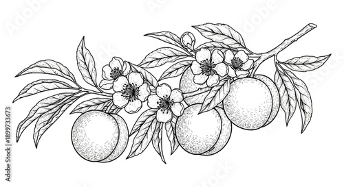 A detailed botanical illustration of blossoming peach branches with fruit rendered in monochrome on transparent background silhouette high quality professional modern