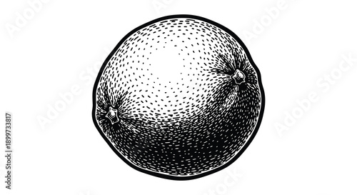 A detailed vintage style illustration of a lychee fruit with a textured surface on transparent background silhouette high quality professional detailed modern