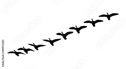 A flock of birds in flight depicted in a stark black silhouette on transparent background high quality professional detailed modern elegant