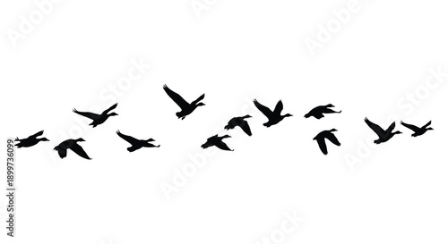 A flock of birds in flight dynamically arranged across a white space presented as a striking silhouette on transparent background