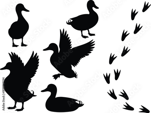 Black duck silhouettes set vector illustration, flying, walking and swimming waterfowl with footprints isolated on white background, wildlife and farm bird design elements