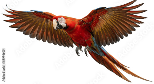 Quadro su tela Isolated red and yellow macaw ara, png