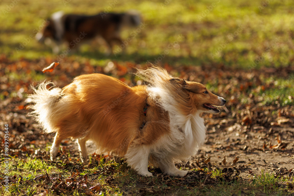 Fototapeta premium Sheltie dog running on autumn ground with flowing fur