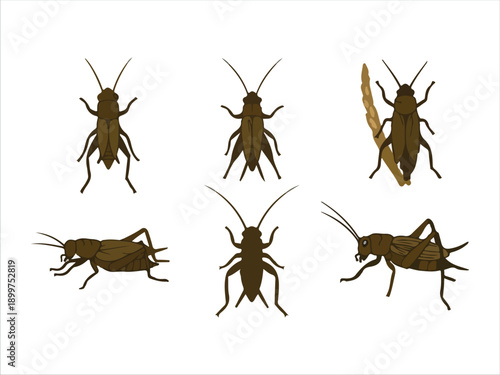 Various types of illustrated insects with detailed body parts shown clearly