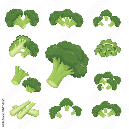 Fresh Broccoli Set – Whole, Cut, and Florets Green Vegetable Flat Vector Illustration