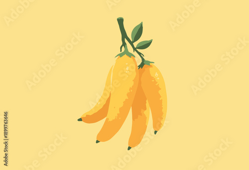 Fingered Citron Buddhas Hand fruit Complex yellow tentacle shape Niche citrus