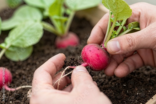 A man carefully picks radishes in the garden