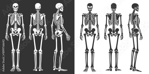 Human Skeleton Silhouettes in Multiple Views: Front, Side, Back