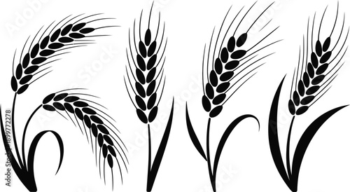 Vector black silhouette illustration set of five wheat ears with stalks and leaves, isolated on a transparent background, ideal for agricultural branding or bakery packaging.