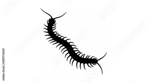 Centipede insect silhouette top view vector illustration