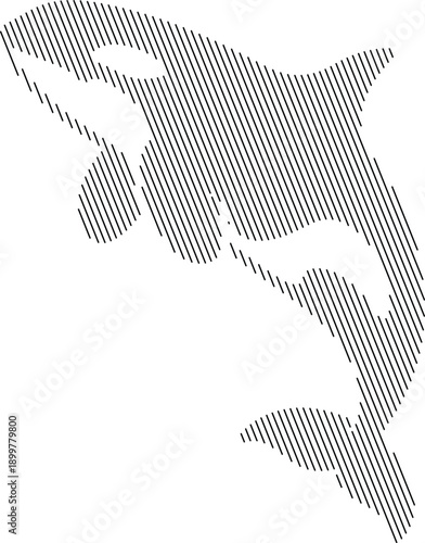 Killer whale outline with diagonal line fill, Orca stylized marine graphic
