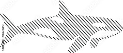 Orca killer whale silhouette with diagonal lines, Marine mammal line art design
