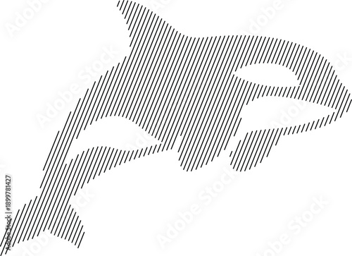 Orca whale silhouette filled with diagonal lines, Stylized ocean animal design