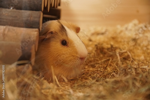Guinea pig sitting 