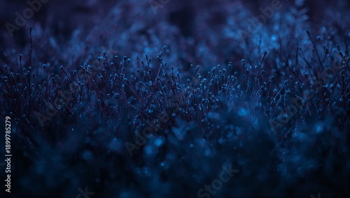 Plants Grow in a Field Under Night Sky With Blue and Dark Colors