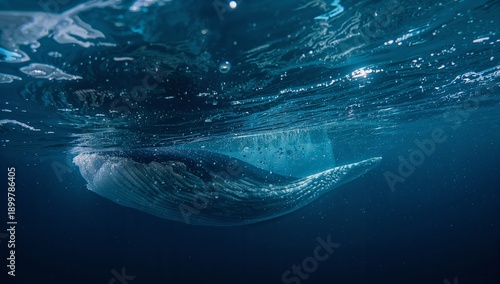 Humpback Whale Swimming Below the Surface of the Ocean at Night in Clear Water