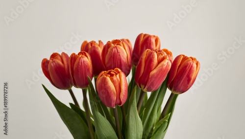 Bright Red Tulips Arranged in a Bunch Sit on a Plain Background Indoors