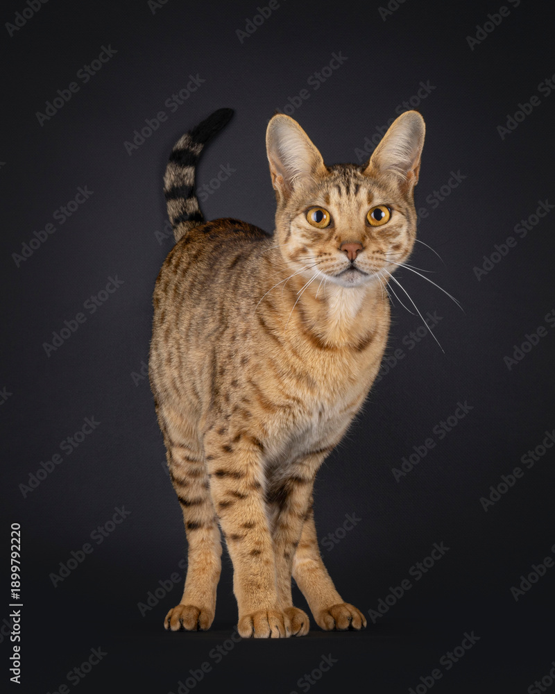 Obraz premium Well typed elegant golden brown Savannah cat, standing up facing front. Looking attentive towards camera. Isolated on white background.