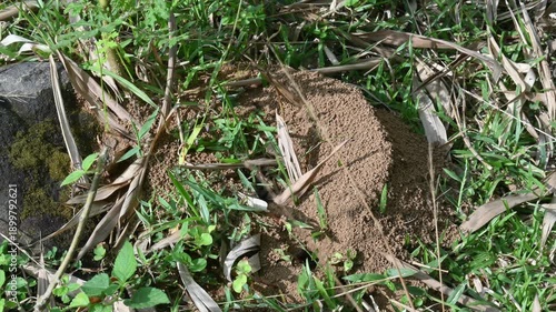Dome shaped ant mound made of sand by black ants. Several small black ants are active around a central opening. The worker ants are removing soil from inside anthill. A nest of black ants.