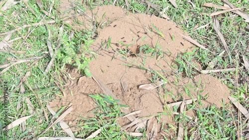 Dome shaped ant mound made of sand by black ants. Several small black ants are active around a central opening. The worker ants are removing soil from inside anthill. A nest of black ants.
