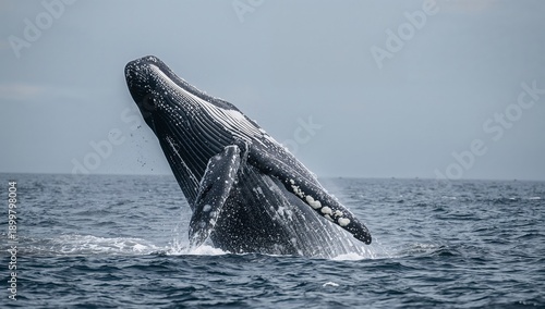 Humpback Whale Breaches the Surface of the Ocean Under a Cloudy Sky Near the ...