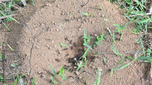 Dome shaped ant mound made of sand by black ants. Several small black ants are active around a central opening. The worker ants are removing soil from inside anthill. A nest of black ants.