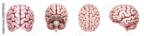 Human brain anatomy views isolated on transparent background, neuroscience and medical concept