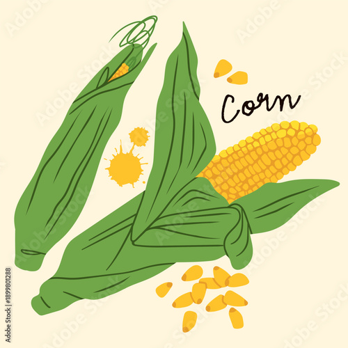 Fresh sweet uncooked Corn on the cob, ear of corn, green husks, corn kernels, seeds. Hand drawn trendy Vector illustration. Isolated design element. Poster, logo, print, sticker template