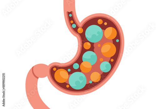 Illustrative depiction of the gut microbiome within the stomach. Vibrant colors highlight bacterial diversity. Clean, modern design for health and wellness visuals.