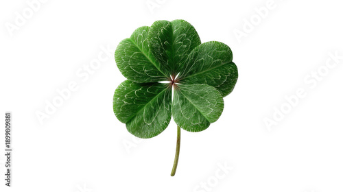 Close-Up View of a Vibrant Green Four-Leaf Clover Leaf Isolated on Black Background for Nature and Good Luck Themes