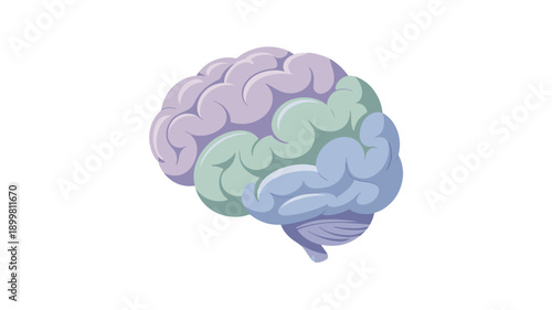 Anatomy of a Human Brain with sections illustrated with distinct colours.