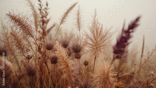 Wild Grass and Plants in a Foggy Landscape at Early Morning Light