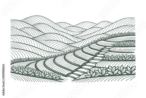 Abstract Agriculture Rice Terrace Field in Vintage Engraving Line Art Style Vector Illustration Featuring Rolling Hills and Curvy Farming Land Patterns.