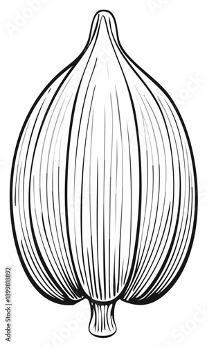 Botanical Ink Drawing of a Bulrush Seed Head, Minimalist Line Art