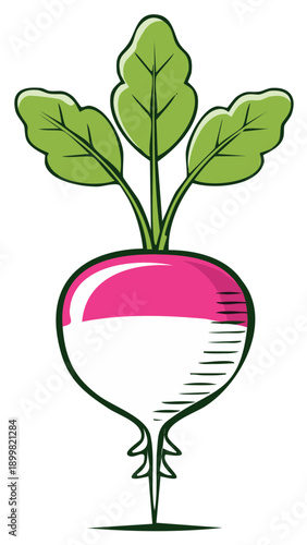 Cartoon illustration of a fresh, healthy radish with leaves