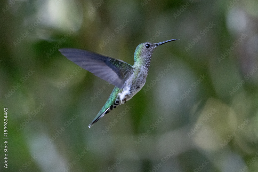 Fototapeta premium The image shows a hummingbird emerald sapphire (Chionomesa lactea).