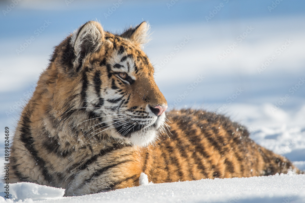 Obraz premium Siberian Tiger running. Beautiful, dynamic and powerful photo of this majestic animal. Set in environment typical for this amazing animal. Birches and meadows