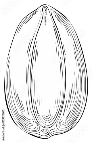 Elegant Monochrome Clam Shell Illustration for Seafood and Coastal Design