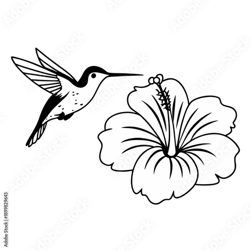 A black and white vector illustration of a hummingbird sipping nectar from a flower