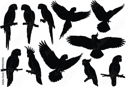 Black cockatoo and exotic parrot silhouettes set featuring various tropical birds in flying sitting and perched poses for creative vector design.