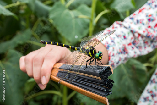 Oniyanma (Antotogaster sieboldii) is Japan's biggest dragonfly