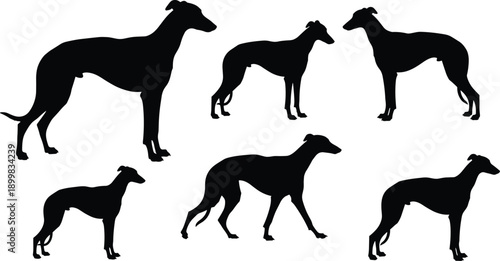 Black Greyhound Silhouette Set Featuring Graceful Sighthound Poses Including Standing Walking and Running Silhouettes for Pet Care Racing Athletics and Elegant Animal Graphic Design