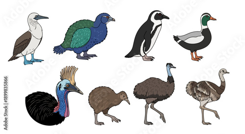 Collection of diverse bird species isolated on white background.