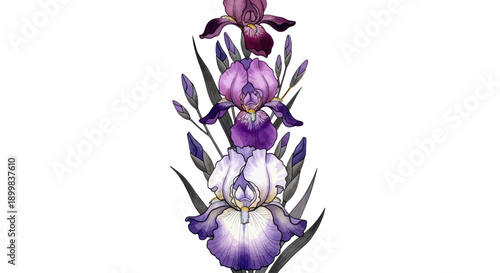 Purple iris flowers arranged in a vertical border with buds and leaves