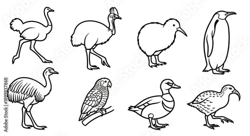 Outline of various bird species on a white background