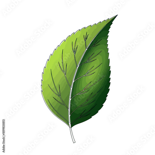 A detailed illustration of a single green leaf on a white background.