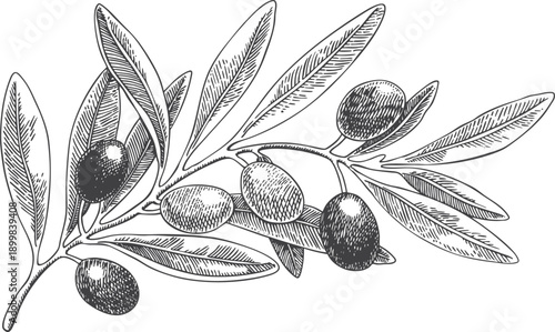 Graphic green and black olives branch vector. Hand painted floral illustration olive fruit, tree branches, leaves isolated background. Drawings food Edible foliage. For menu, wrapping card gift
