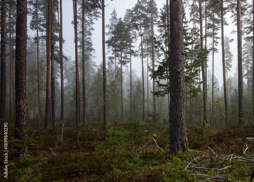 morning foggy forest. forest in the fog. forest landscape. nature beauty.