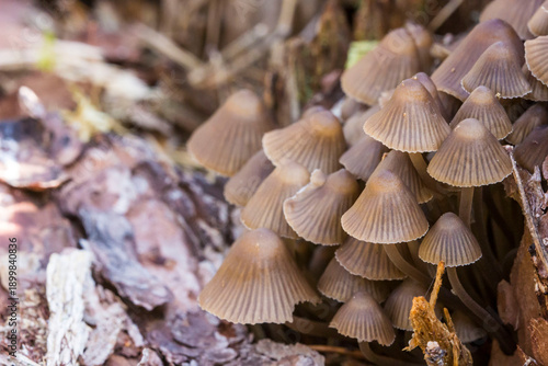 Bild auf Leinwand small mushrooms