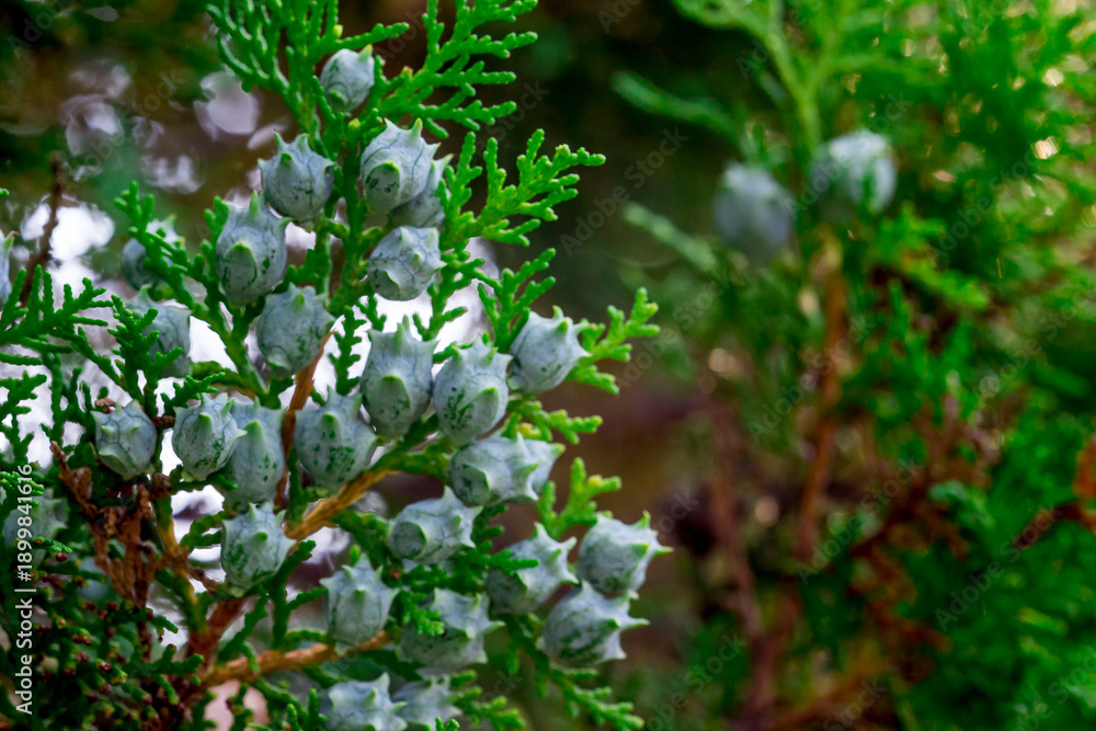 Fototapeta premium thuja on a blurred background with highlights and bokeh. colorful plantation photo. natural beauty. close-up. evergreen plant. free space. space for text. design template.